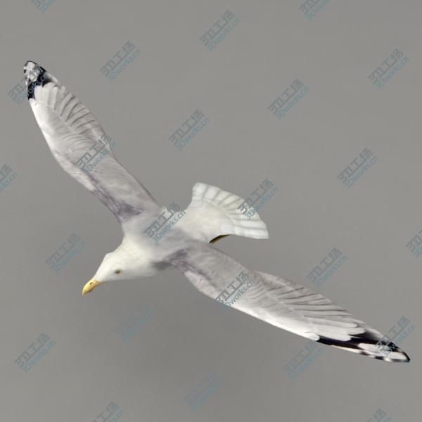 images/goods_img/202105074/Lowpoly animated seagull/3.jpg